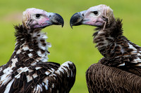 Lapped Faced Vultures Stare Off.