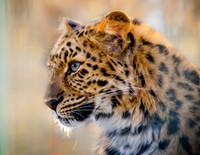 Amur leopard Cub.