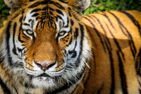 Animal/ Nature Photography