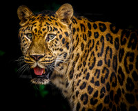 Amur Leopard Closeup.