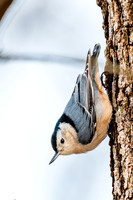 White breasted nuthatch