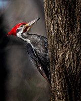 Pileated woodpecker