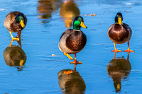 Male Mallard Ducks on ice. Kentucky USA.