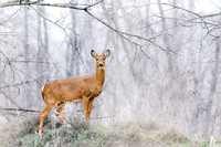 Queen of The Forest. White tail deer Indiana USA.