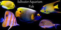 Aquarium fish collage