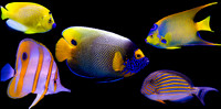 aquarium 2