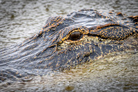 American Alligator