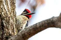 Yellow bellied Sap-sucker