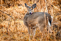White tail deer