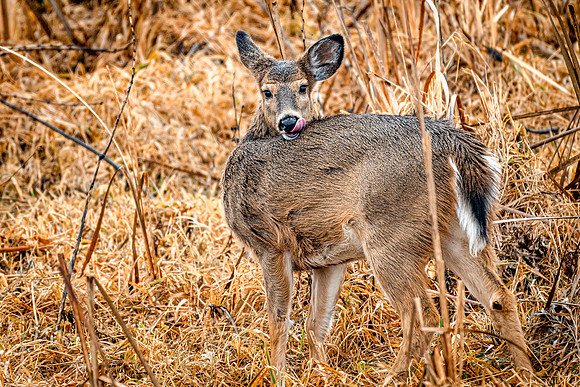 White tail deer