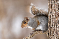 Grey squirrel