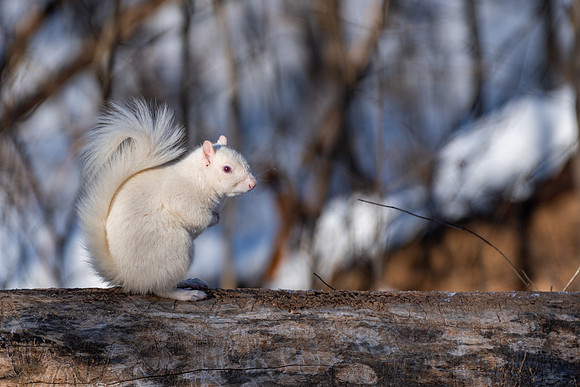 Albino grey squirrel